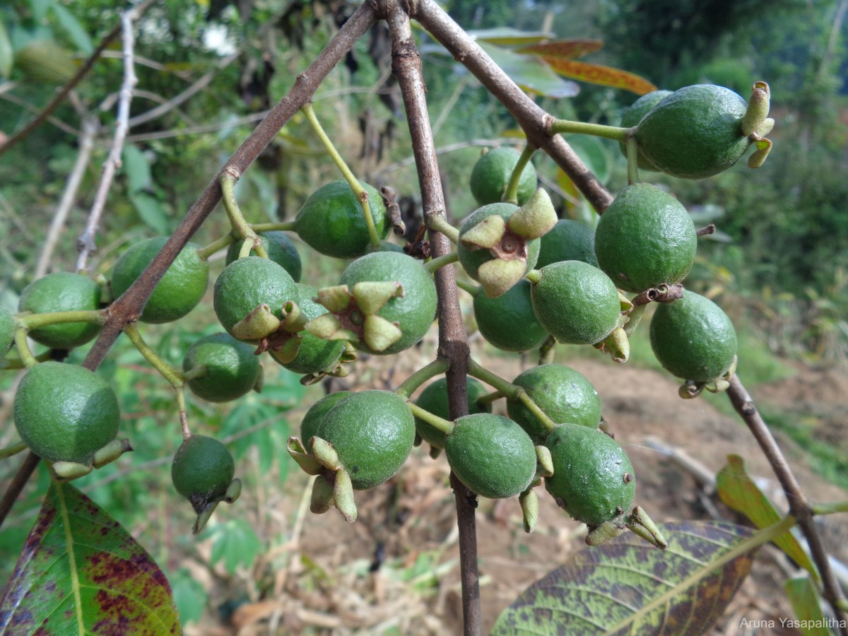 Psidium guineense Sw.